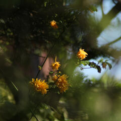 A photo focusing on a few yellow flowers in amongst other branches and leaves that are mostly out of focus